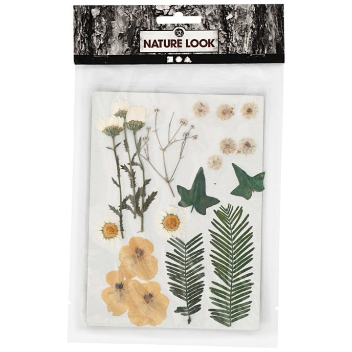 Dried flowers and leaves Raw white in the group Kundsegment / Kundsegment Office & Planning at Pen Store (130765)