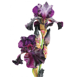 Anna Mason's Watercolour World in the group Hobby & Creativity / Books / Inspirational Books at Pen Store (137202)