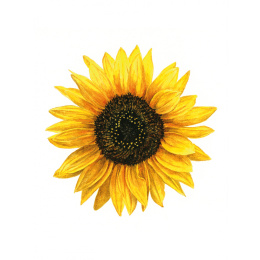 Anna Mason's Watercolour World in the group Hobby & Creativity / Books / Inspirational Books at Pen Store (137202)