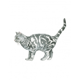 Draw 30: Cats in the group Hobby & Creativity / Books / Art Instruction Books at Pen Store (137211)