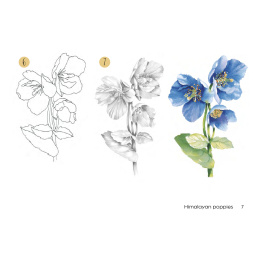 Draw 30: Flowers in the group Hobby & Creativity / Books / Art Instruction Books at Pen Store (137215)