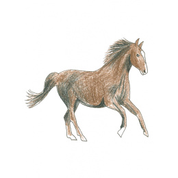 Draw in 10 Minutes: Animals in the group Hobby & Creativity / Books / Art Instruction Books at Pen Store (137218)