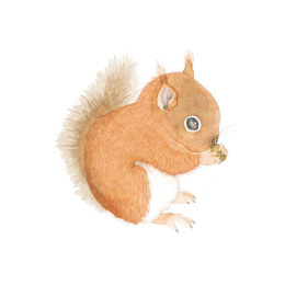 How to Draw: Baby Animals in the group Hobby & Creativity / Books / Art Instruction Books at Pen Store (137223)